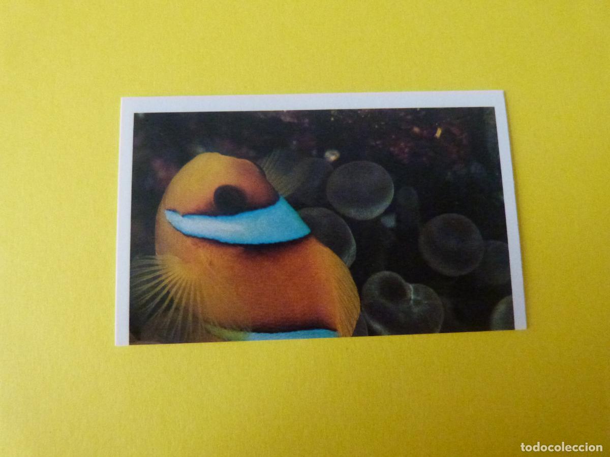 Coleccionismo Cromos antiguos: CROMO COLECCION PEGA AVENTURAS EN LOS OCEANOS SIN PEGAR N&ordm; 70 A&Ntilde;O 20?? ALBUM PEGA AVENTURA.. MASYMAS