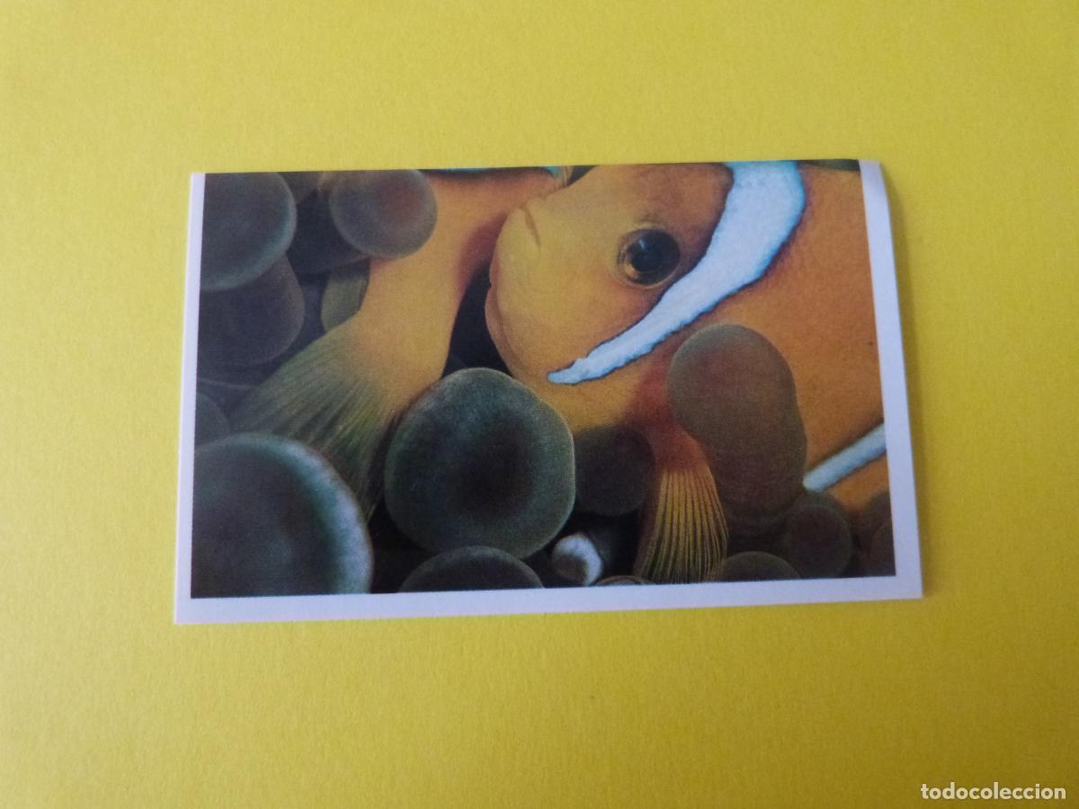 Coleccionismo Cromos antiguos: CROMO COLECCION PEGA AVENTURAS EN LOS OCEANOS SIN PEGAR N&ordm; 71 A&Ntilde;O 20?? ALBUM PEGA AVENTURA.. MASYMAS
