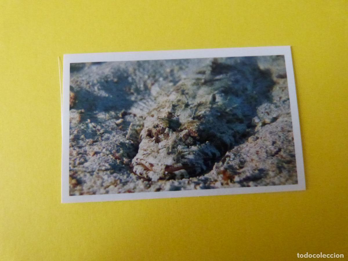 Coleccionismo Cromos antiguos: CROMO COLECCION PEGA AVENTURAS EN LOS OCEANOS SIN PEGAR N&ordm; 72 A&Ntilde;O 20?? ALBUM PEGA AVENTURA.. MASYMAS