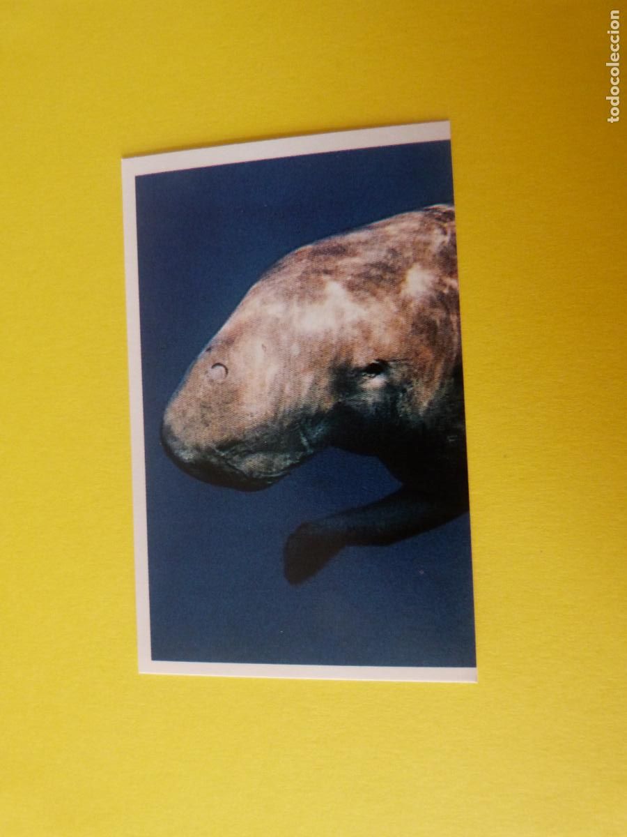 Coleccionismo Cromos antiguos: CROMO COLECCION PEGA AVENTURAS EN LOS OCEANOS SIN PEGAR N&ordm; 73 A&Ntilde;O 20?? ALBUM PEGA AVENTURA.. MASYMAS