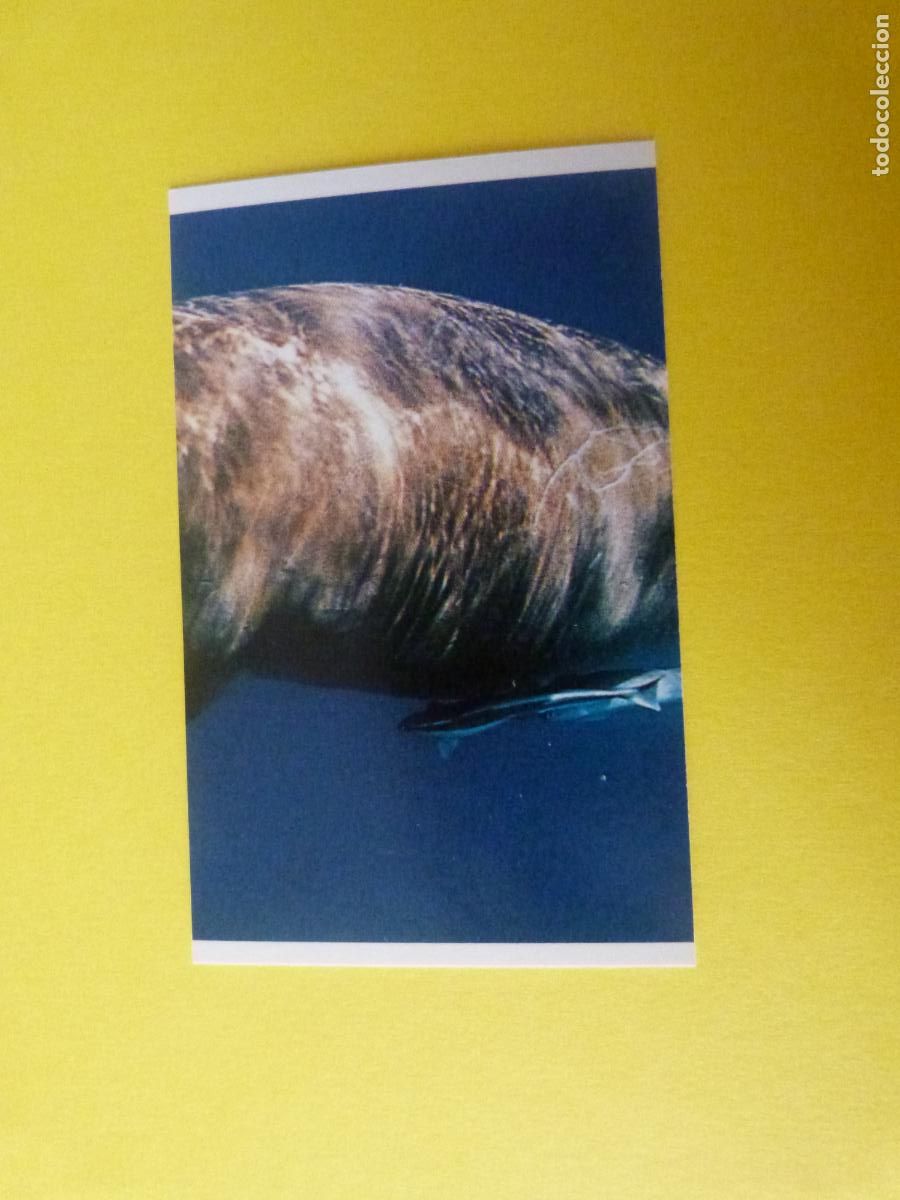 Coleccionismo Cromos antiguos: CROMO COLECCION PEGA AVENTURAS EN LOS OCEANOS SIN PEGAR N&ordm; 74 A&Ntilde;O 20?? ALBUM PEGA AVENTURA.. MASYMAS