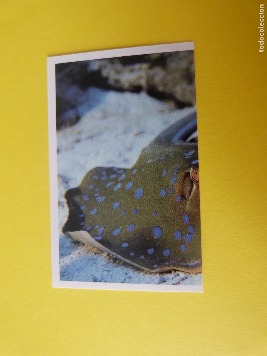 Coleccionismo Cromos antiguos: CROMO COLECCION PEGA AVENTURAS EN LOS OCEANOS SIN PEGAR N&ordm; 76 A&Ntilde;O 20?? ALBUM PEGA AVENTURA.. MASYMAS