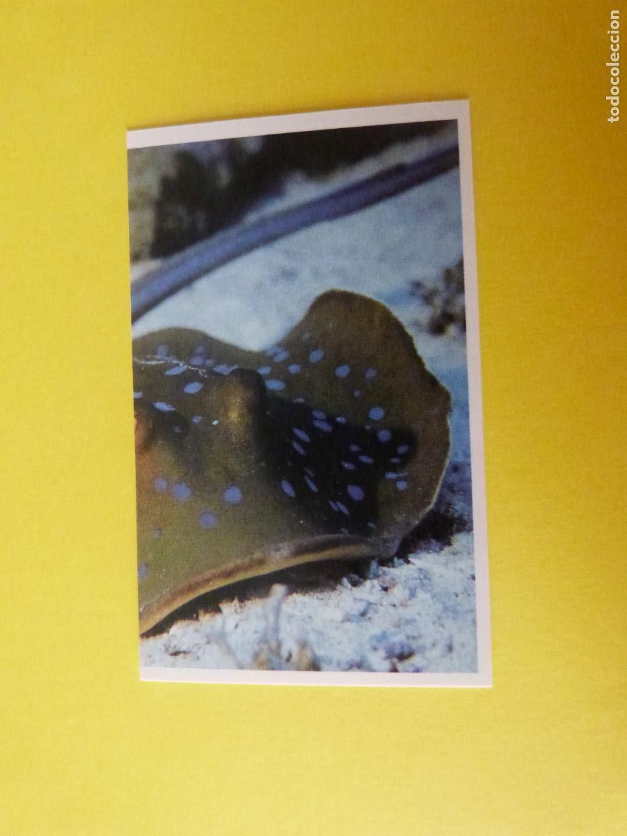 Coleccionismo Cromos antiguos: CROMO COLECCION PEGA AVENTURAS EN LOS OCEANOS SIN PEGAR N&ordm; 77 A&Ntilde;O 20?? ALBUM PEGA AVENTURA.. MASYMAS