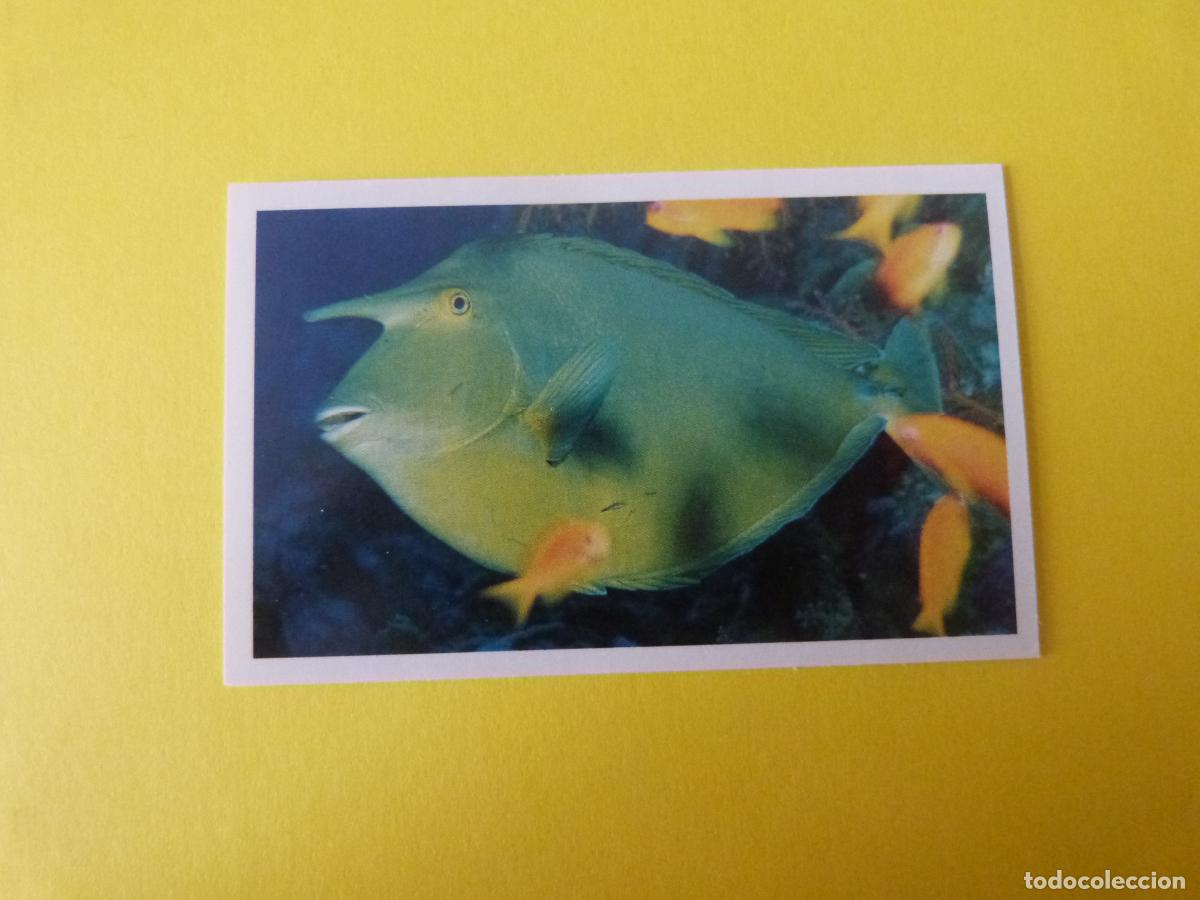 Coleccionismo Cromos antiguos: CROMO COLECCION PEGA AVENTURAS EN LOS OCEANOS SIN PEGAR N&ordm; 78 A&Ntilde;O 20?? ALBUM PEGA AVENTURA.. MASYMAS