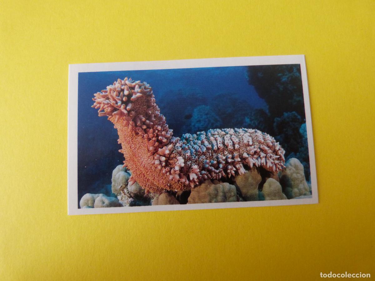 Coleccionismo Cromos antiguos: CROMO COLECCION PEGA AVENTURAS EN LOS OCEANOS SIN PEGAR N&ordm; 79 A&Ntilde;O 20?? ALBUM PEGA AVENTURA.. MASYMAS
