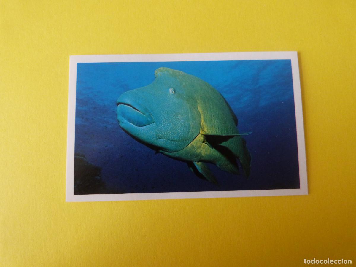 Coleccionismo Cromos antiguos: CROMO COLECCION PEGA AVENTURAS EN LOS OCEANOS SIN PEGAR N&ordm; 81 A&Ntilde;O 20?? ALBUM PEGA AVENTURA.. MASYMAS