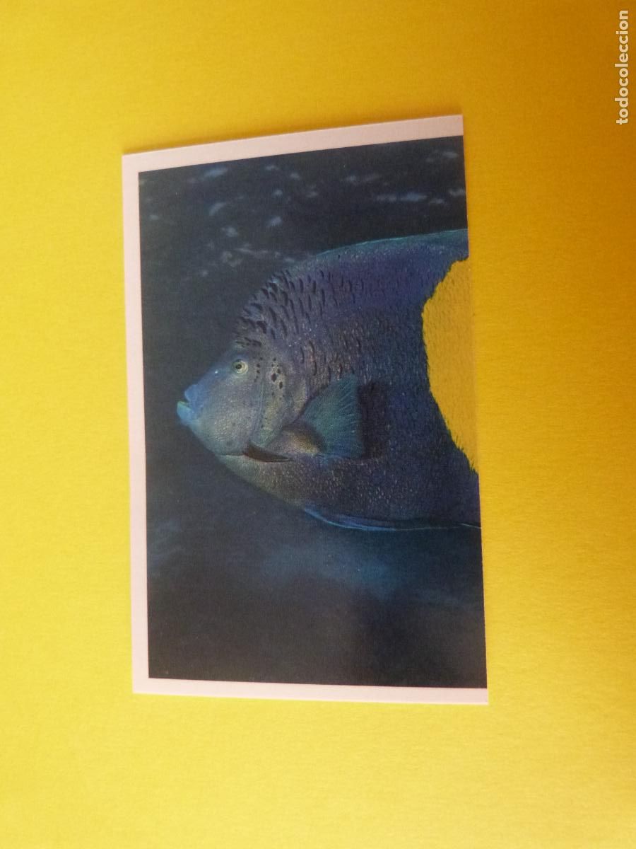 Coleccionismo Cromos antiguos: CROMO COLECCION PEGA AVENTURAS EN LOS OCEANOS SIN PEGAR N&ordm; 82 A&Ntilde;O 20?? ALBUM PEGA AVENTURA.. MASYMAS
