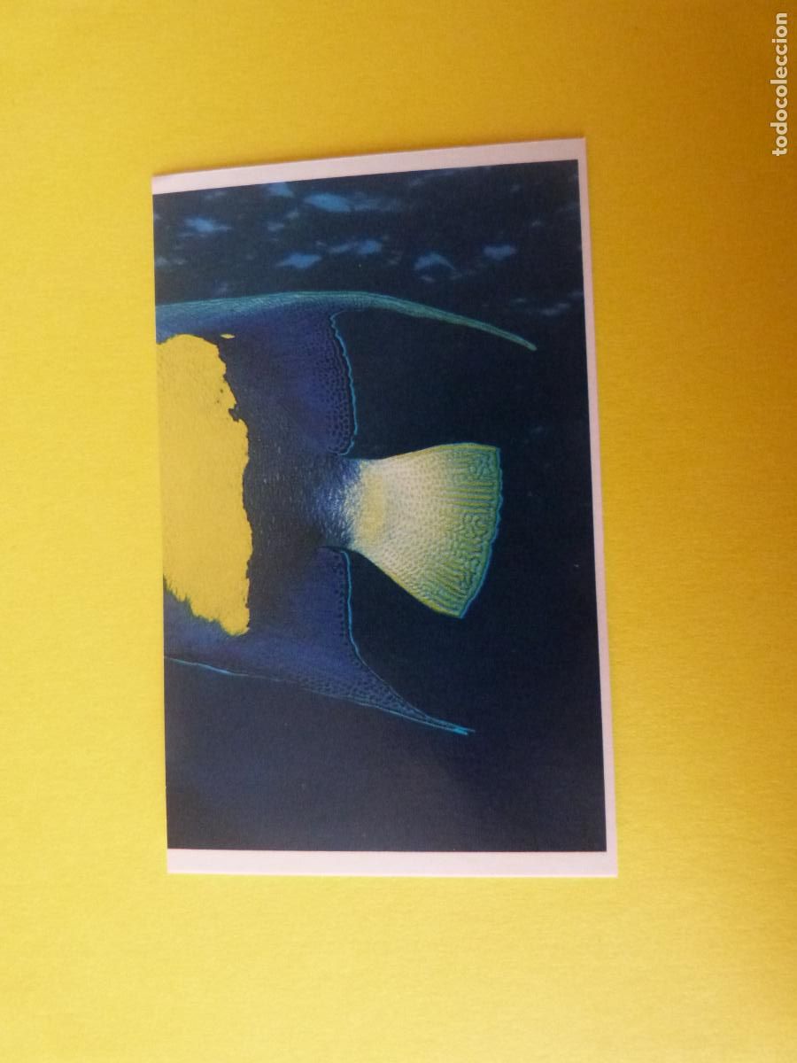 Coleccionismo Cromos antiguos: CROMO COLECCION PEGA AVENTURAS EN LOS OCEANOS SIN PEGAR N&ordm; 83 A&Ntilde;O 20?? ALBUM PEGA AVENTURA.. MASYMAS