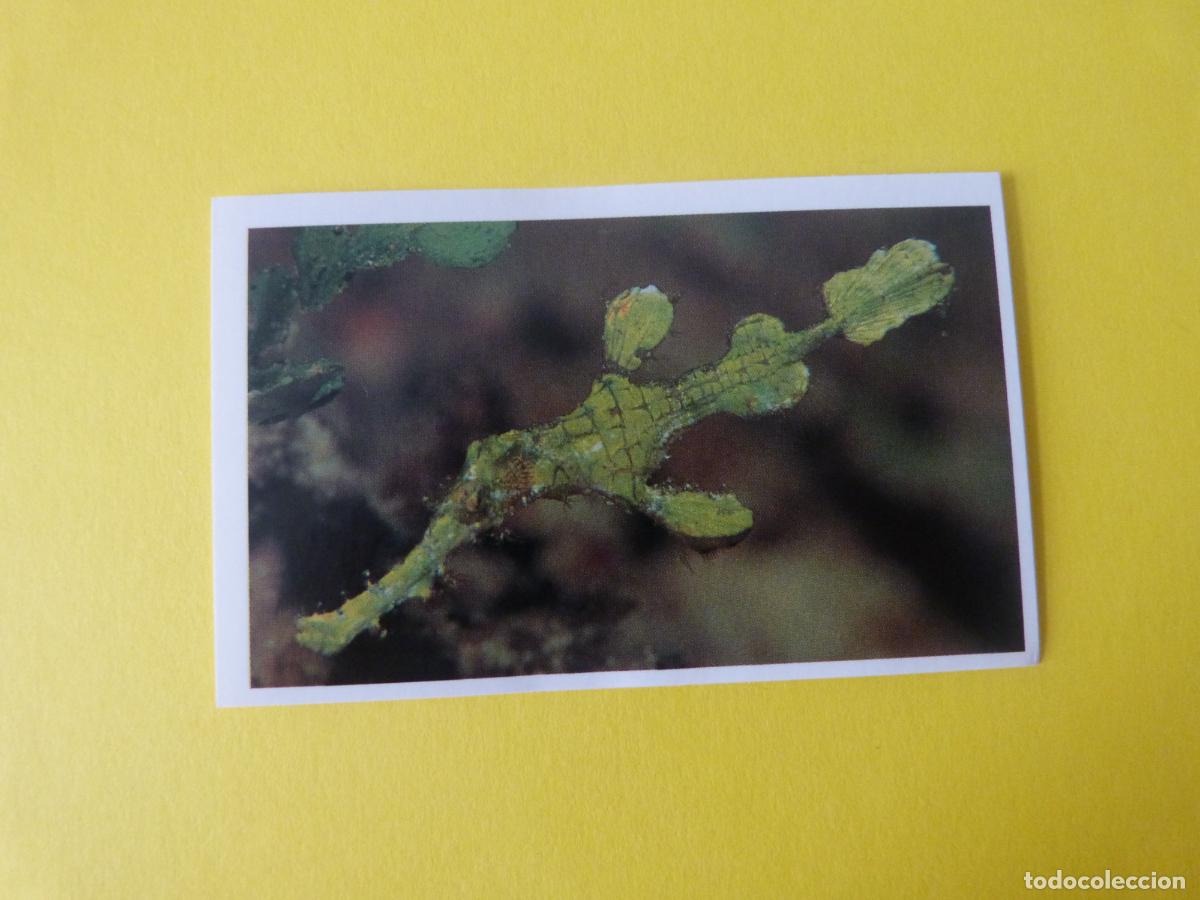 Coleccionismo Cromos antiguos: CROMO COLECCION PEGA AVENTURAS EN LOS OCEANOS SIN PEGAR N&ordm; 86 A&Ntilde;O 20?? ALBUM PEGA AVENTURA.. MASYMAS
