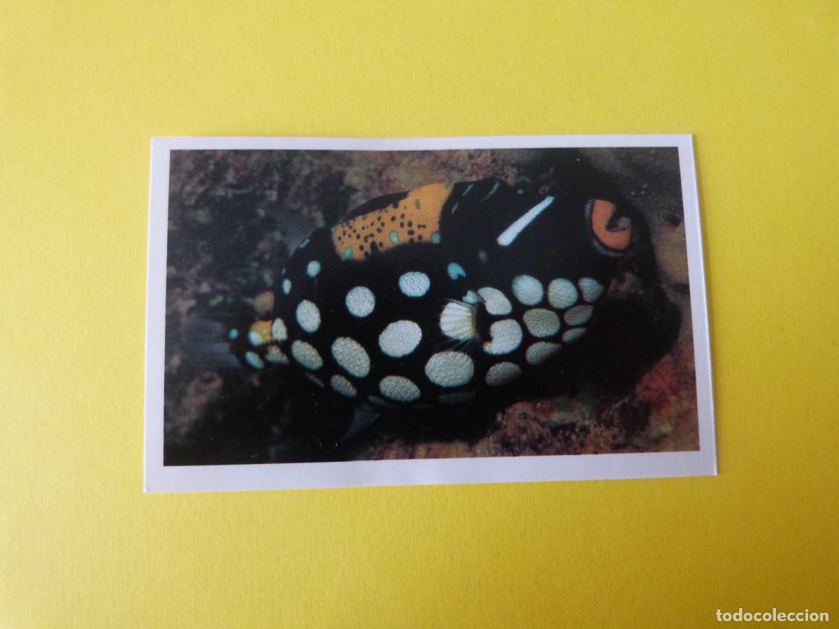 Coleccionismo Cromos antiguos: CROMO COLECCION PEGA AVENTURAS EN LOS OCEANOS SIN PEGAR N&ordm; 87 A&Ntilde;O 20?? ALBUM PEGA AVENTURA.. MASYMAS