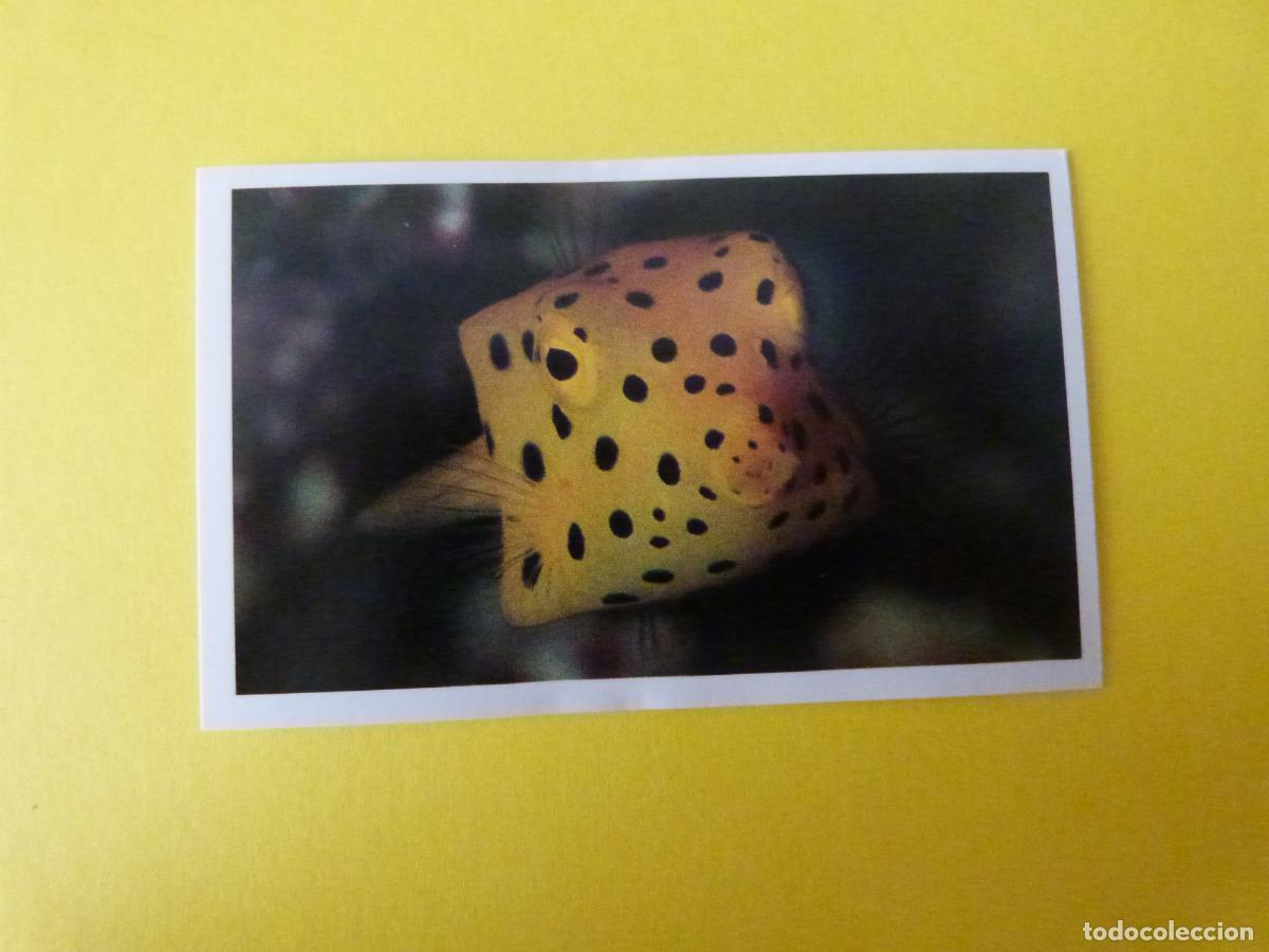 Coleccionismo Cromos antiguos: CROMO COLECCION PEGA AVENTURAS EN LOS OCEANOS SIN PEGAR N&ordm; 88 A&Ntilde;O 20?? ALBUM PEGA AVENTURA.. MASYMAS