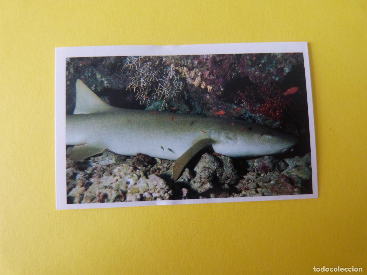 Coleccionismo Cromos antiguos: CROMO COLECCION PEGA AVENTURAS EN LOS OCEANOS SIN PEGAR N&ordm; 89 A&Ntilde;O 20?? ALBUM PEGA AVENTURA.. MASYMAS