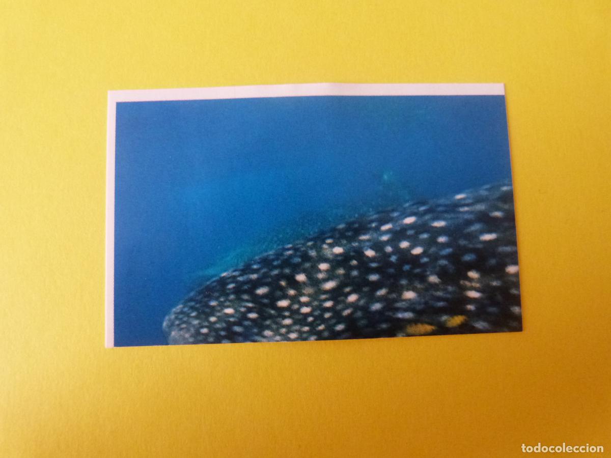 Coleccionismo Cromos antiguos: CROMO COLECCION PEGA AVENTURAS EN LOS OCEANOS SIN PEGAR N&ordm; 90 A&Ntilde;O 20?? ALBUM PEGA AVENTURA.. MASYMAS