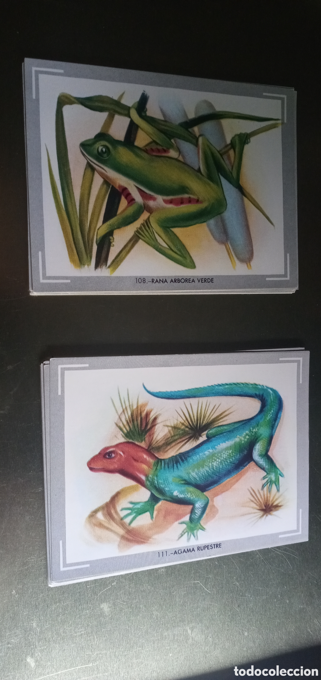 Coleccionismo cromos antiguos: Lote de cromos vida y color - Foto 1