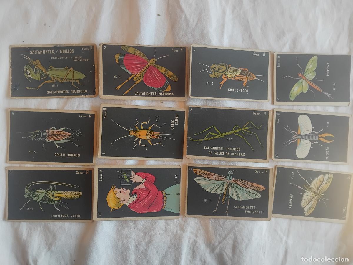Coleccionismo Cromos antiguos: SALTAMONTES Y GRILLOS SERIE &Ntilde; COLECCION COMPLETA DE 12 CROMOS. CHOCOLATES GUILLEM.