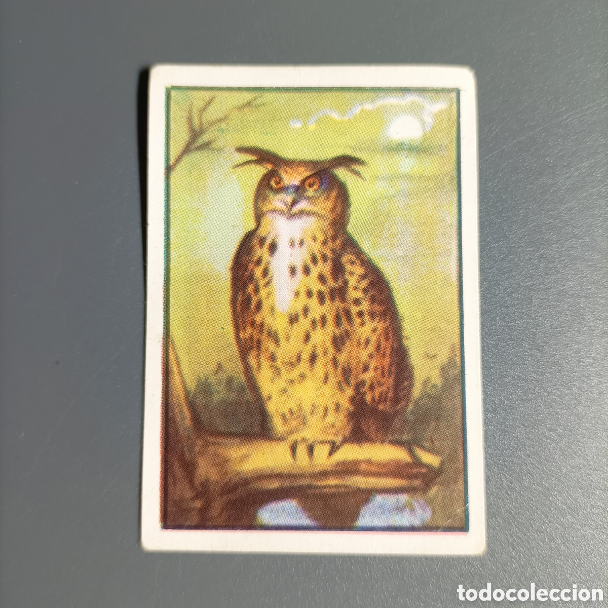 Coleccionismo Cromos antiguos: ANTIGUO CROMO COLECCI&Oacute;N ZOO. №197 BUHO REAL