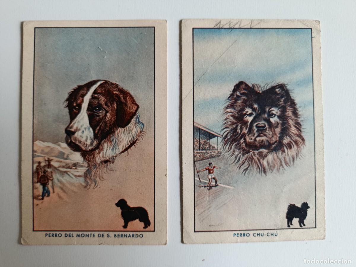 Sammeln alte Sammelbilder: DOS CROMOS PERROS N&ordm; 1 Y 12. CEREGUMIL LABORATORIOS FERN&Aacute;NDEZ Y CANIVELL M&Aacute;LAGA.