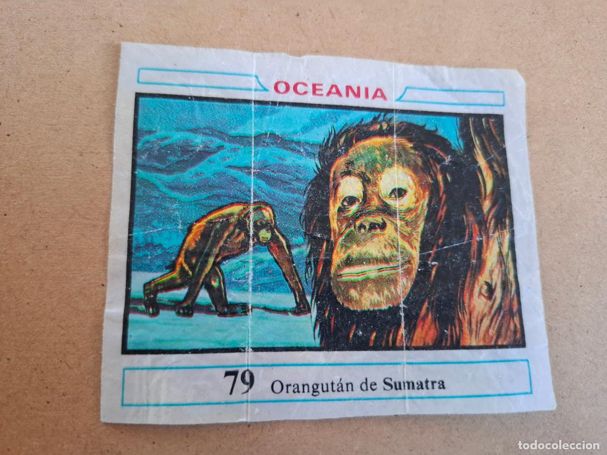 Coleccionismo Cromos antiguos: OCEANIA - DUNKIN - CROMO N&ordm; 79 ORANGUT&Aacute;N DE SUMATRA - CPP1