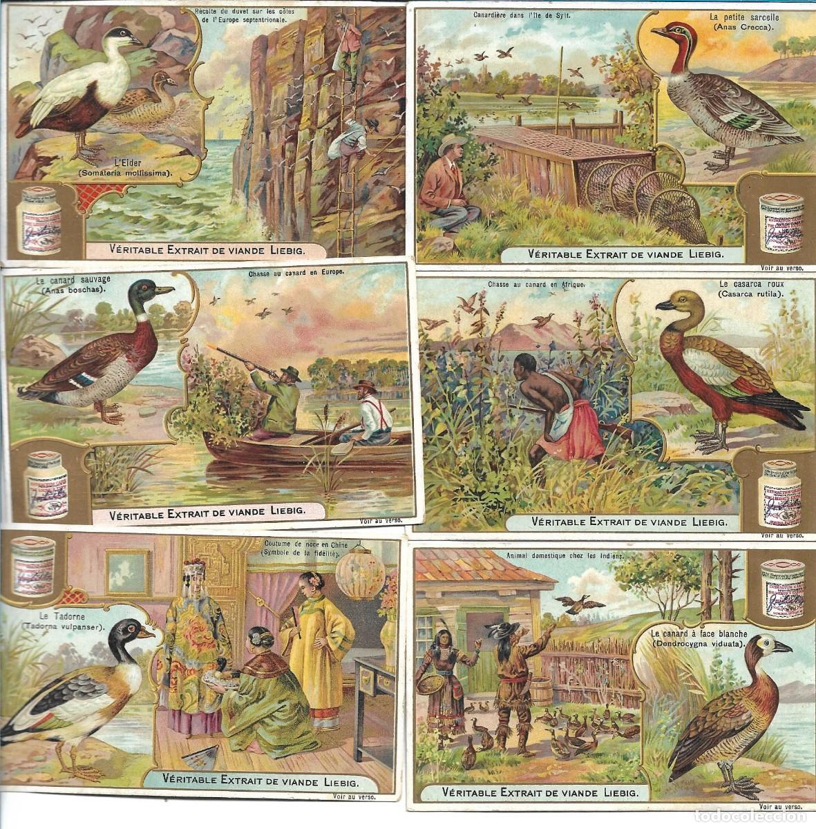 Colecionismo Cromos antigos: LIEBIG SANGUINETTI 803