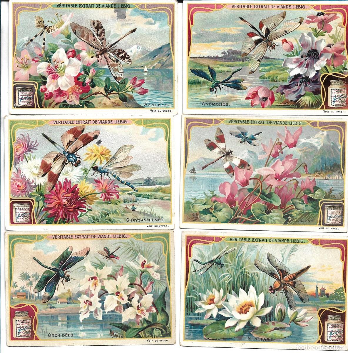 Coleccionismo Cromos antiguos: LIEBIG SANGUINETTI 896