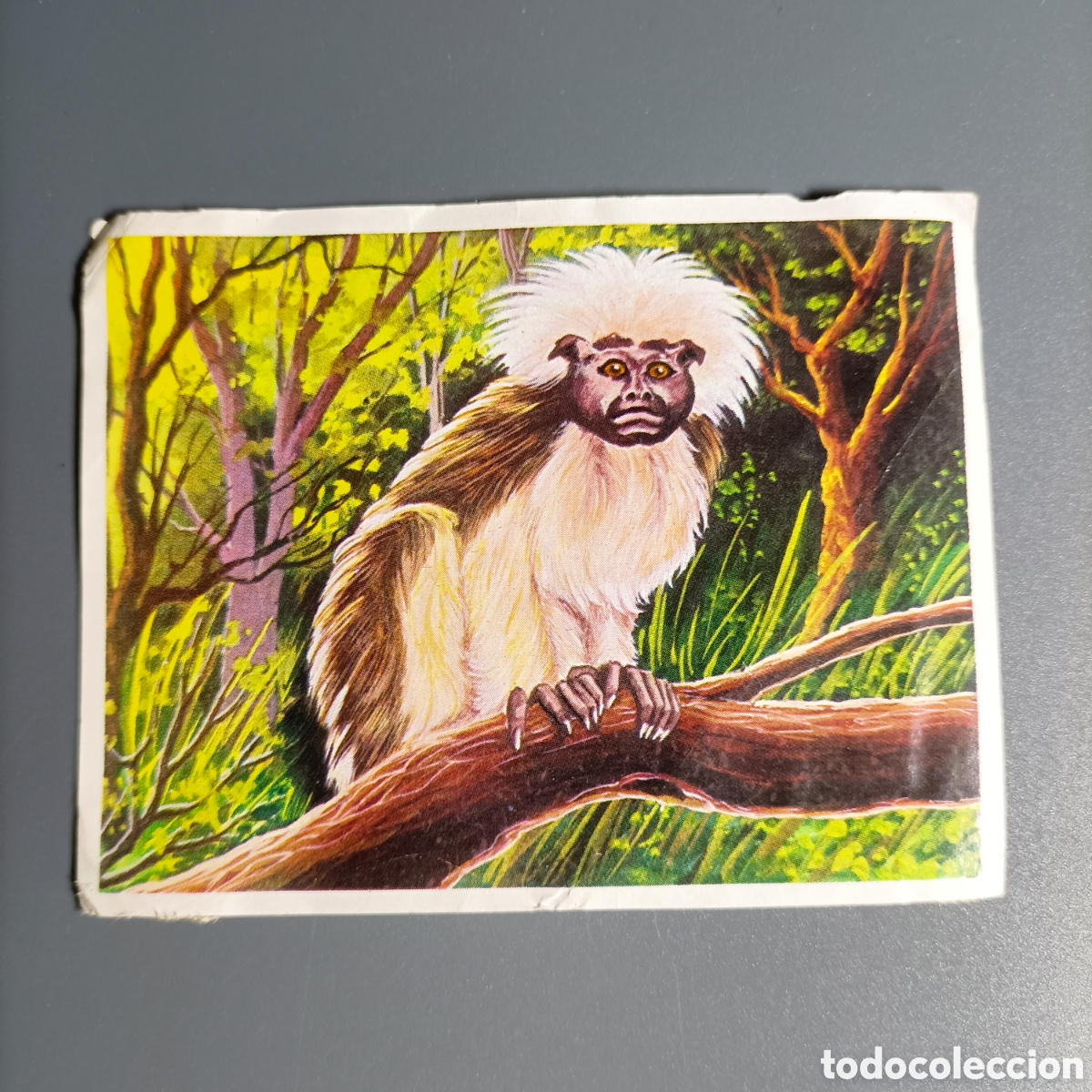 Coleccionismo Cromos antiguos: ANTIGUO CROMO. LA NATURALEZA Y EL HOMBRE. №157 PINCHE COMUN