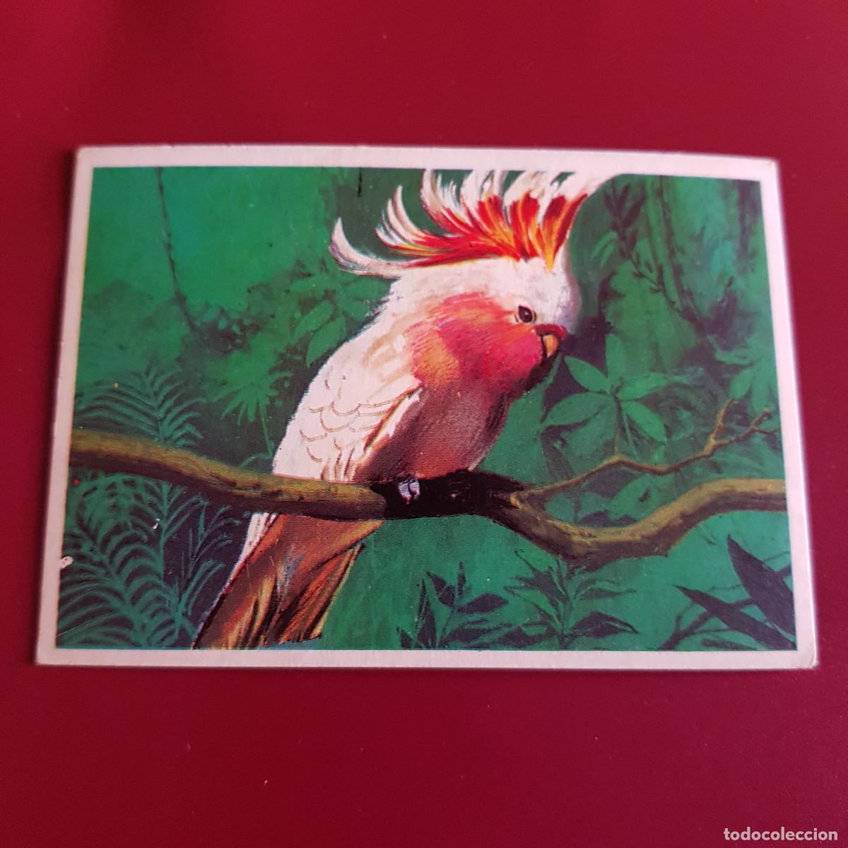 Coleccionismo Cromos antiguos: DUNKIN SUPERCROMO - LAS AVES - 5 - NUNCA PEGADO