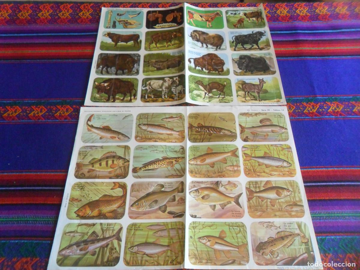 Coleccionismo Cromos antiguos: EDITIONS HEMMA 2 L&Aacute;MINA 32 CROMOS S&Eacute;RIE 39 TABLEAU 45 MAM&Iacute;FEROS BOVINOS Y 14 PECES. 1958.