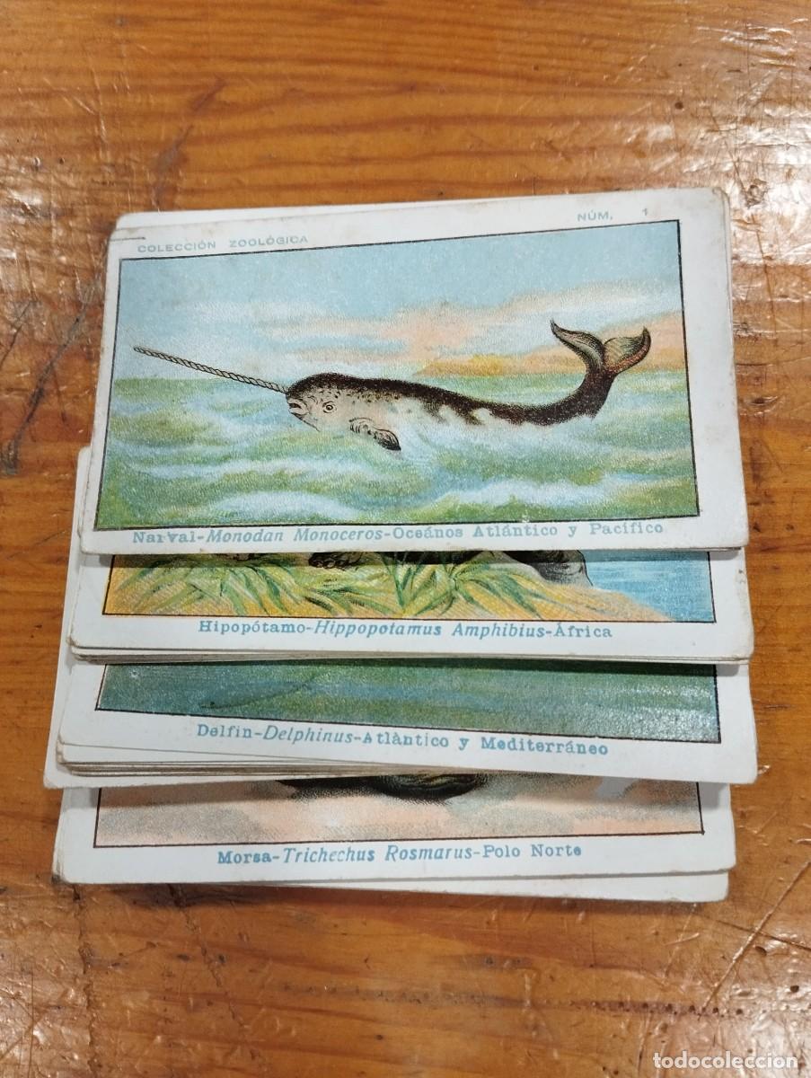 Coleccionismo Cromos antiguos: COLECCI&Oacute;N COMPLETA ZOOL&Oacute;GICA. CONSTA DE 52 CROMOS. A&Ntilde;OS 20.