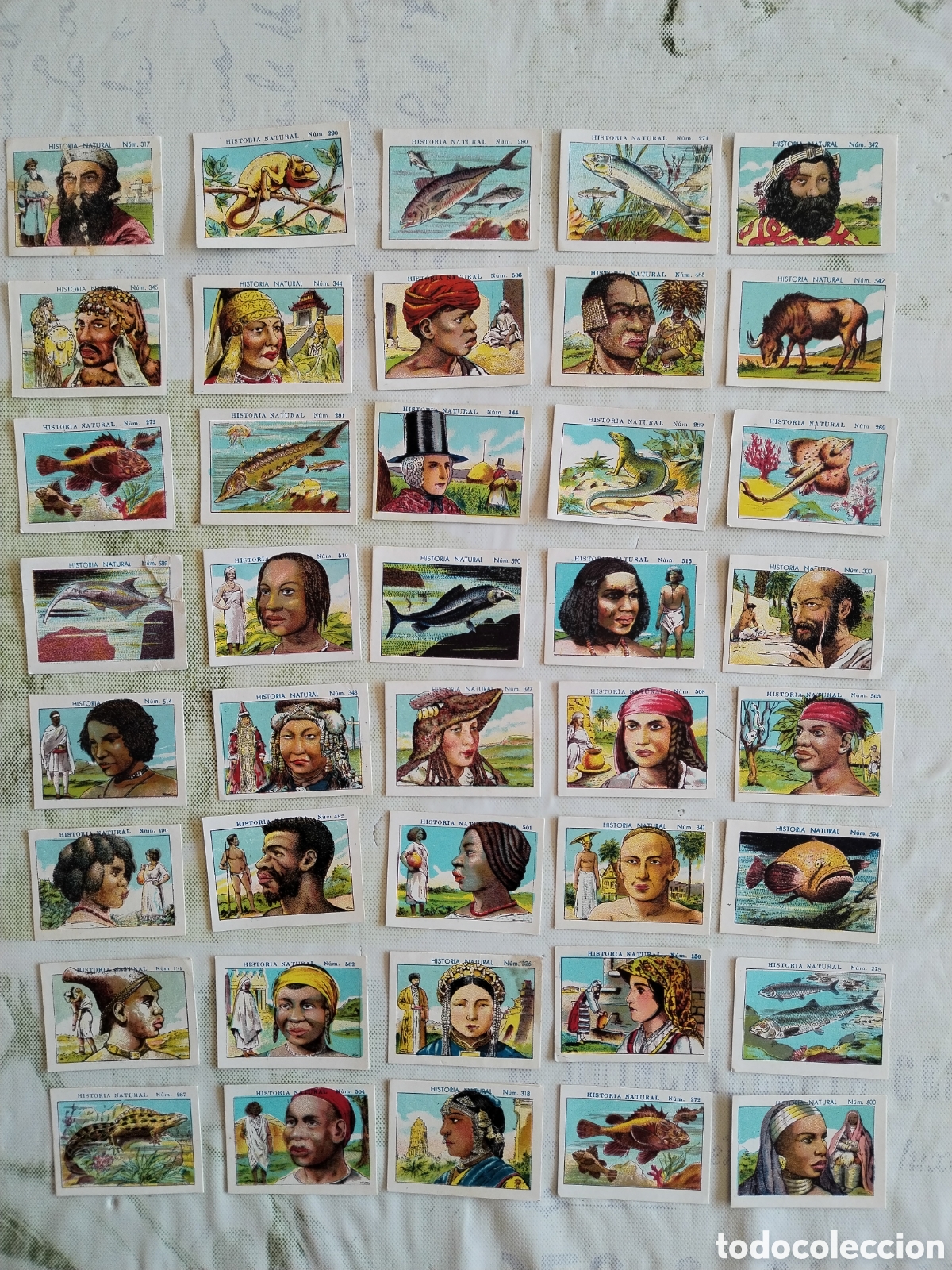 Coleccionismo Cromos antiguos: Lote 50 cromos sin pegar Chocolates Juncosa historia natural