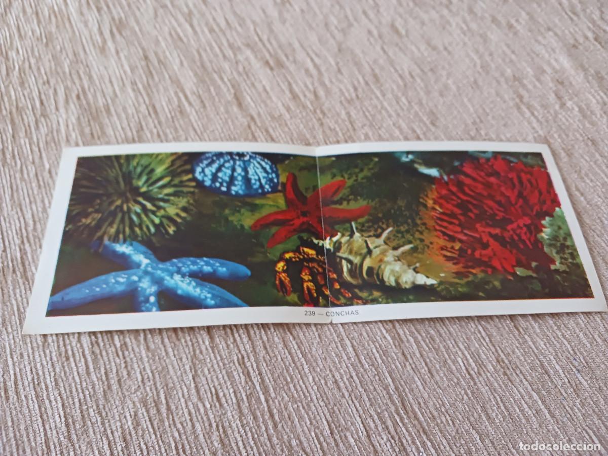 Coleccionismo Cromos antiguos: CROMO DOBLE N&ordm; 239 CONCHAS &Aacute;LBUM GEO-CIENCIAS