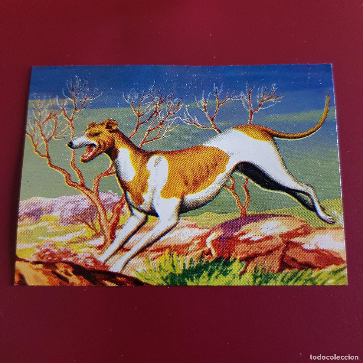 Coleccionismo Cromos antiguos: FLAN POTAX - EL TRIUNFO DE LA VELOCIDAD - GALGO 4 - NUNCA PEGADO
