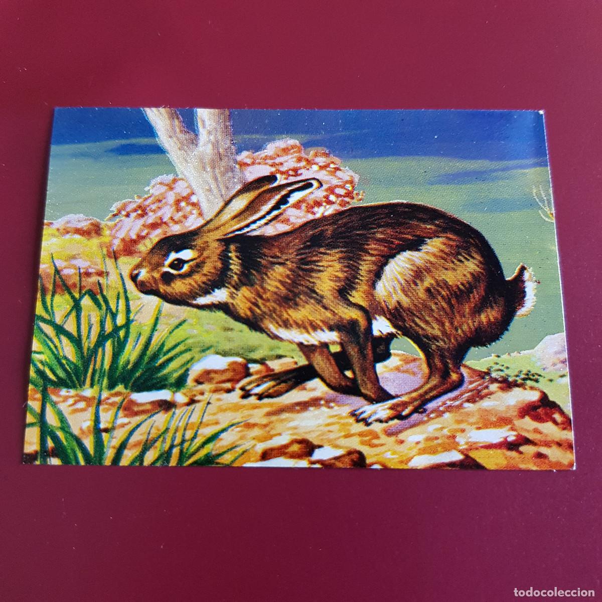 Coleccionismo Cromos antiguos: FLAN POTAX - EL TRIUNFO DE LA VELOCIDAD - LIEBRE 3 - NUNCA PEGADO