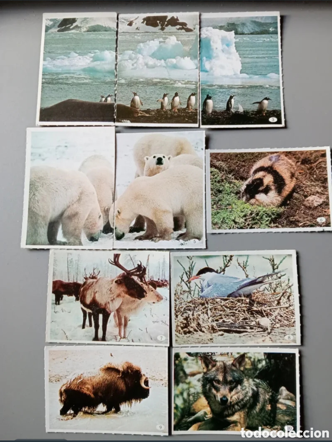 Coleccionismo Cromos antiguos: Cromos Al lado de los animales 1985-parte 1