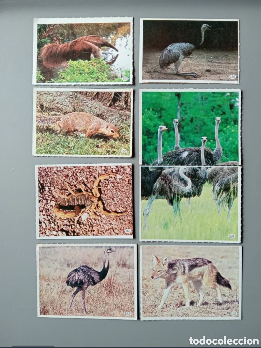 Coleccionismo cromos antiguos: Cromos Animales 1985 - Parte 2 - Foto 3
