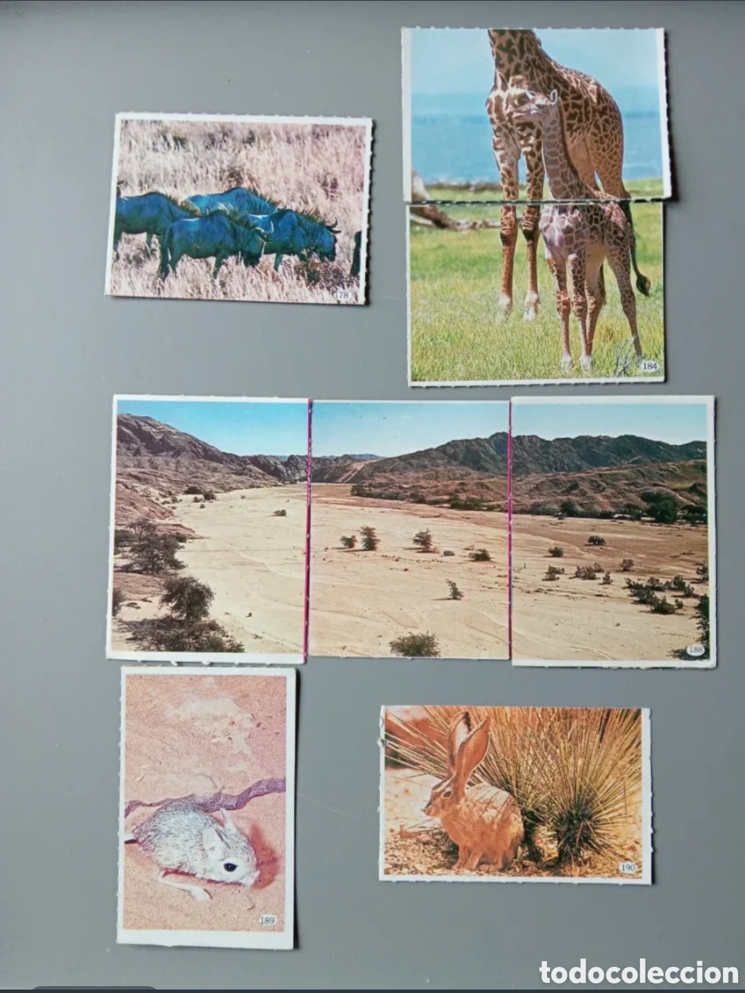 Coleccionismo cromos antiguos: Cromos Animales 1985 - Parte 2 - Foto 5