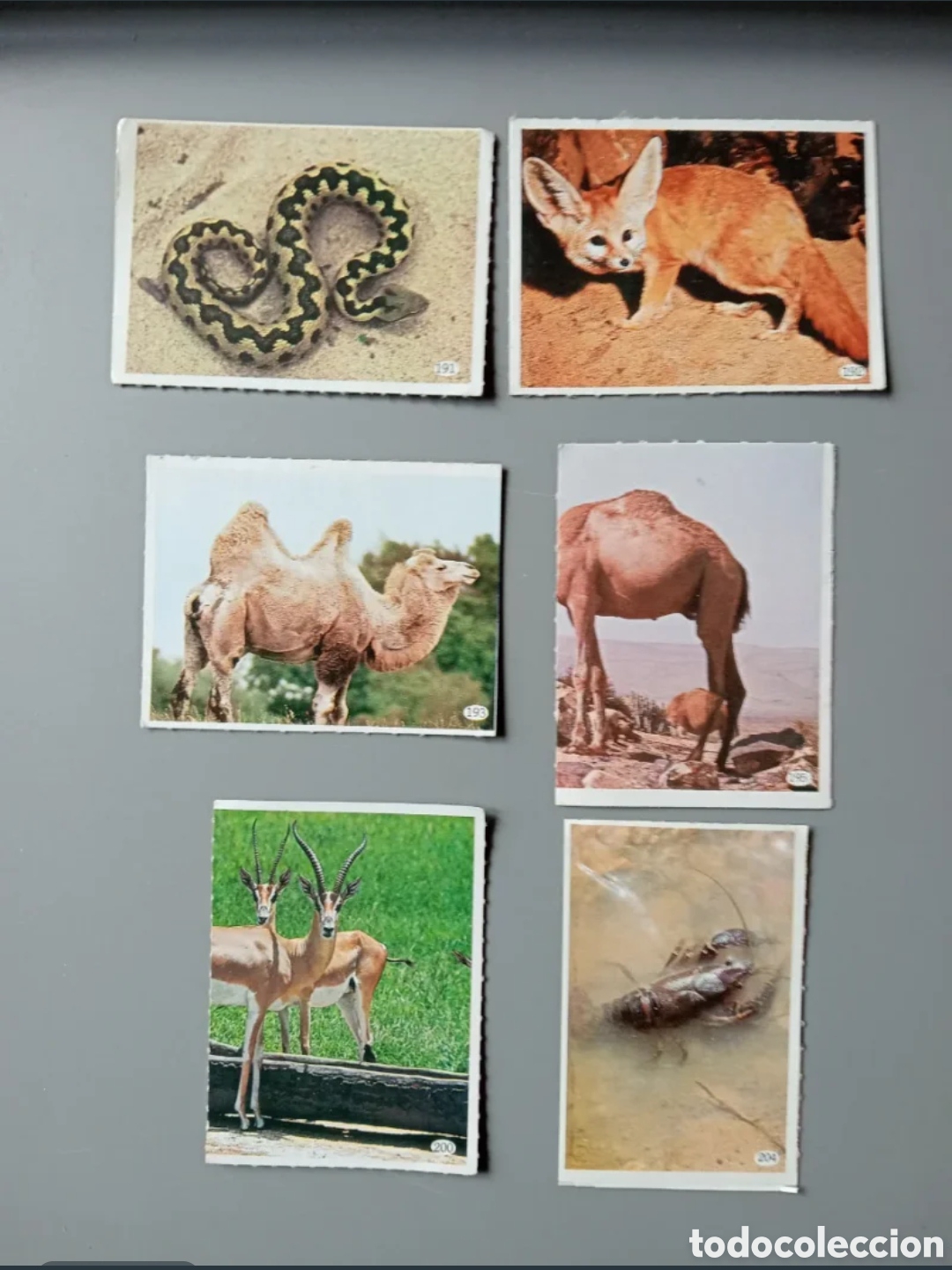 Coleccionismo cromos antiguos: Cromos Animales 1985 - Parte 2 - Foto 6
