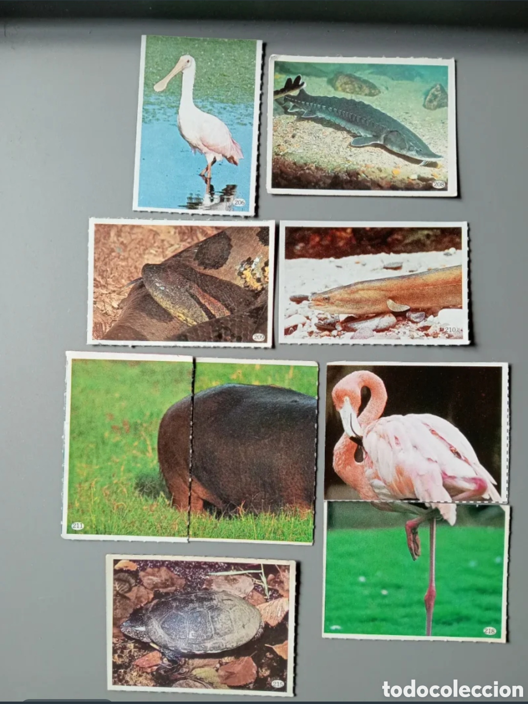 Coleccionismo cromos antiguos: Cromos Animales 1985 - Parte 2 - Foto 7