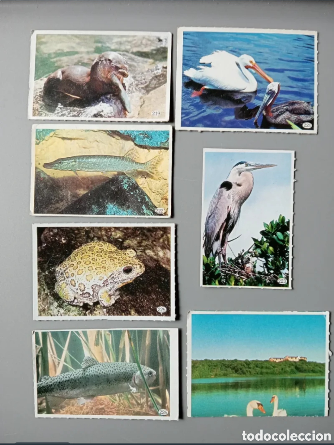 Coleccionismo cromos antiguos: Cromos Animales 1985 - Parte 2 - Foto 8