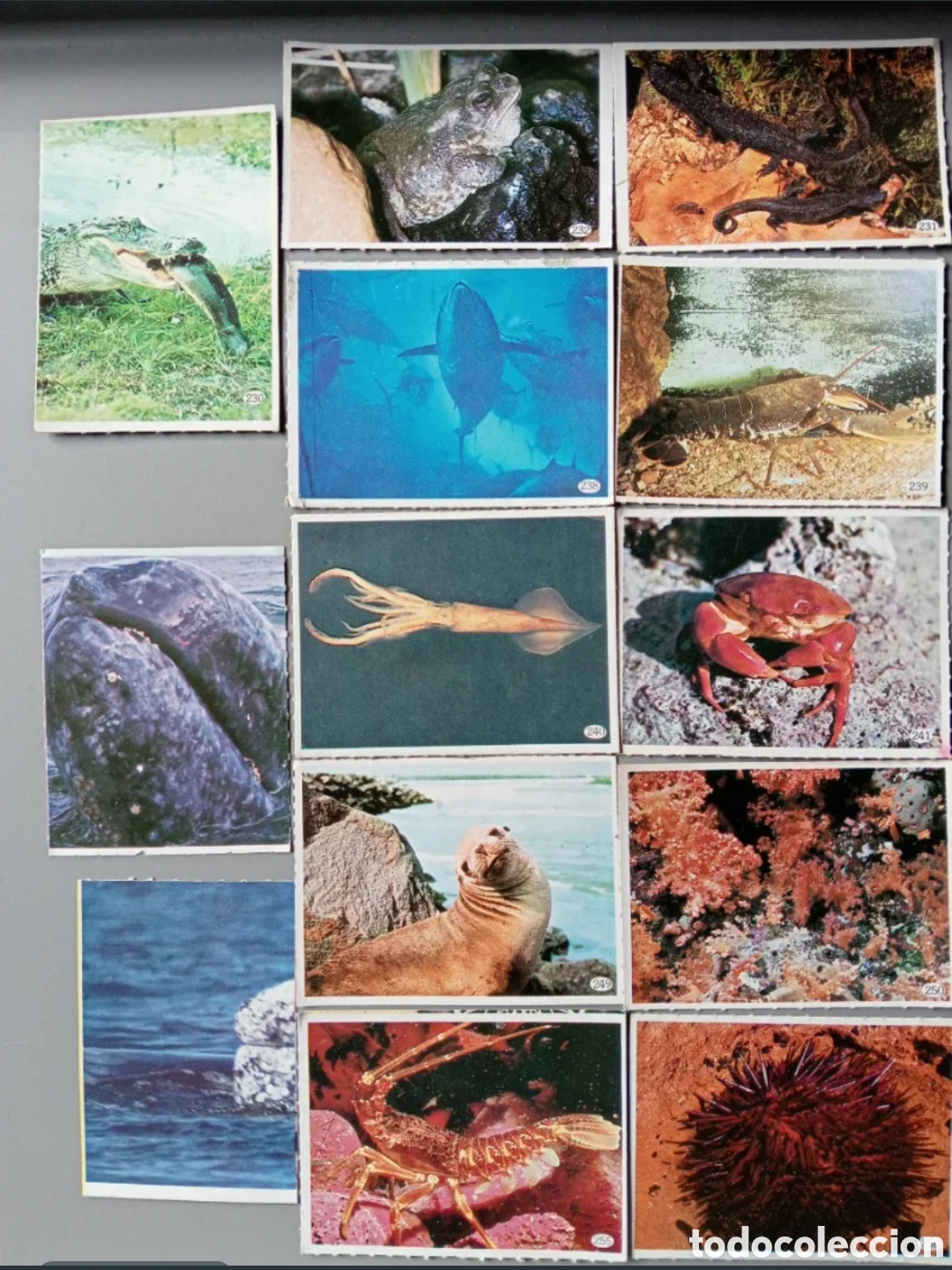 Coleccionismo cromos antiguos: Cromos Animales 1985 - Parte 2 - Foto 9