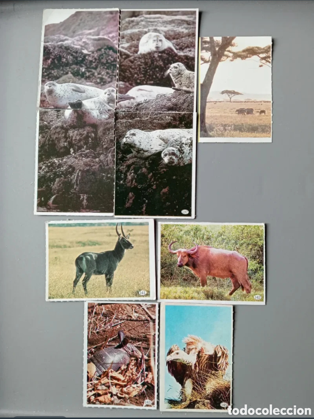 Coleccionismo Cromos antiguos: Cromos Animales 1985 - Parte 2