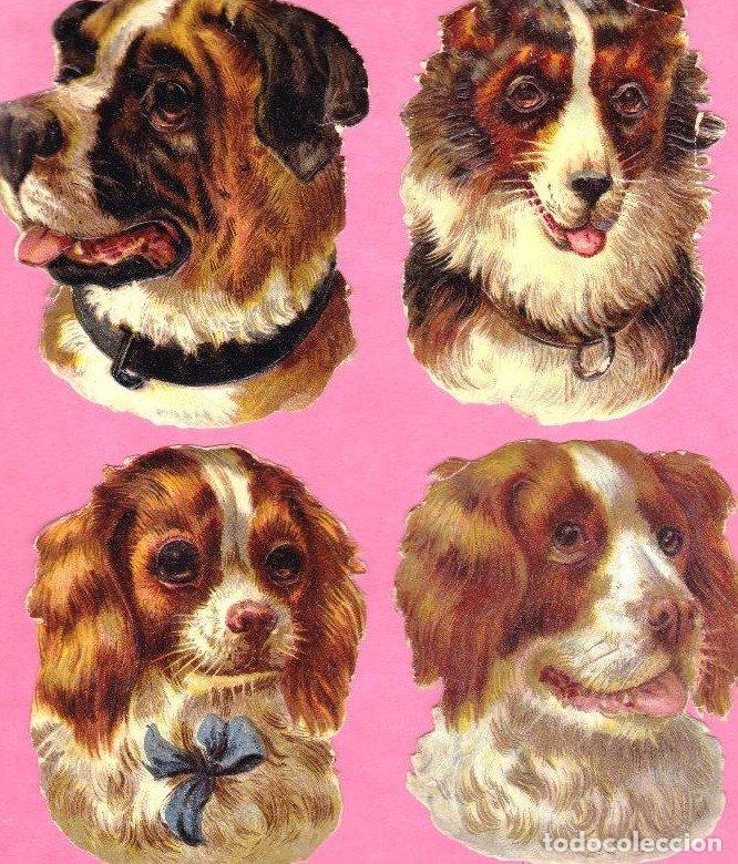 Coleccionismo Cromos antiguos: 4 CROMOS. CABEZAS DE PERROS. CHOCOLATE CHOCOLATES AMATLLER, BARCELONA.