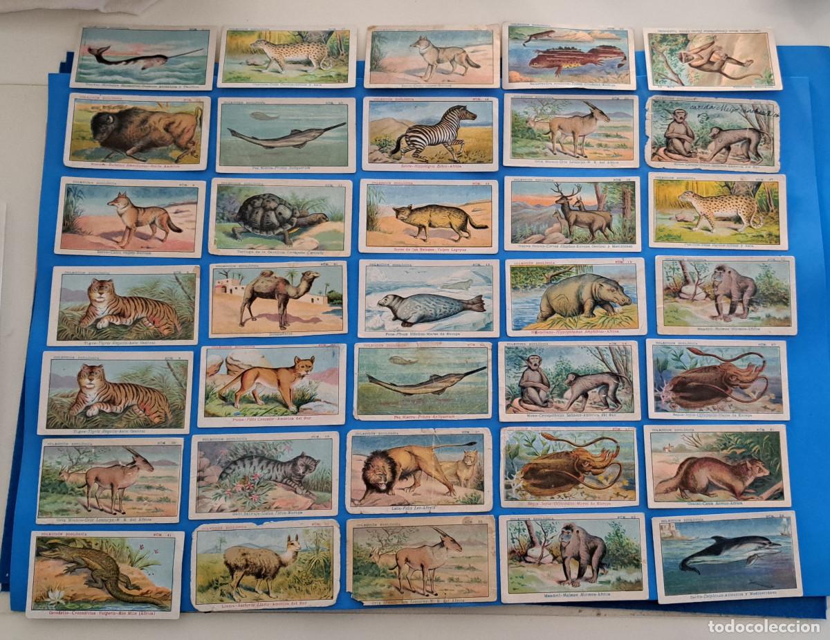 Coleccionismo Cromos antiguos: COLECCI&Oacute;N ZOOL&Oacute;GICA - LOTE DE 35 CROMOS - HIJO DE MARCOS TONDA - VILLAJOYOSA