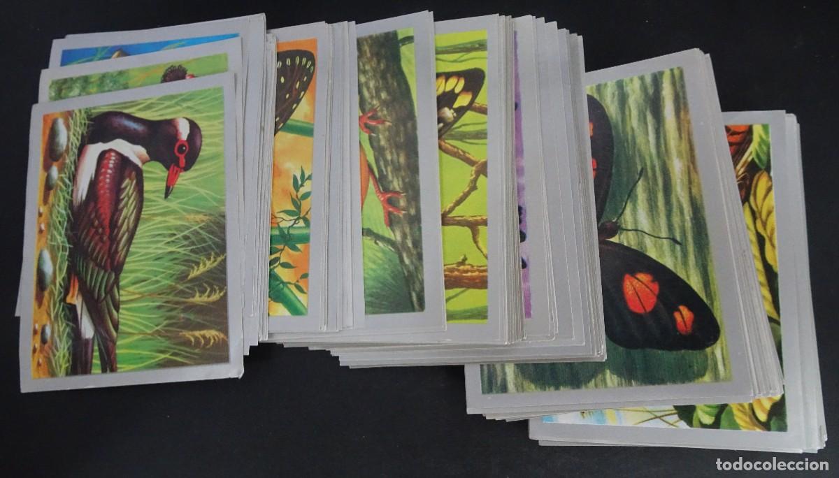 Coleccionismo Cromos antiguos: LOTE DE M&Aacute;S DE 200 CROMOS ANIMALES Y MINERALES SIN PEGAR ,MAGA, VER FOTOS