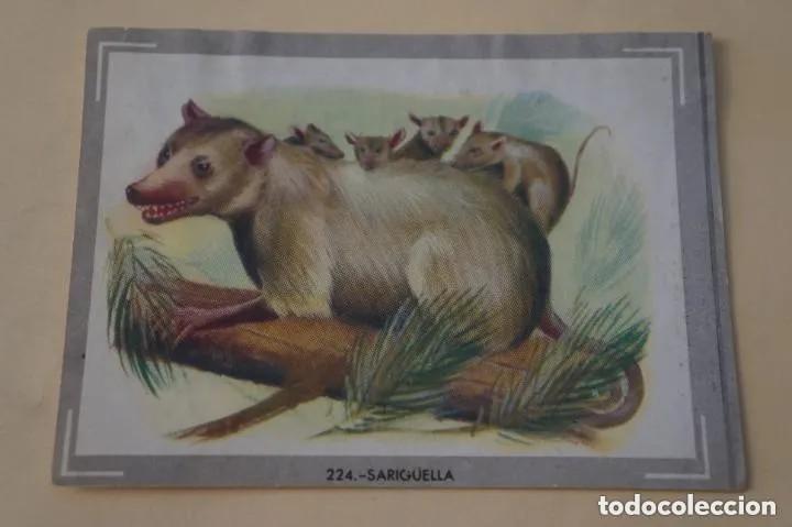 Collezionismo Figurine antiche: Cromo n.224 vida y color (1) 1965 - sin pegar