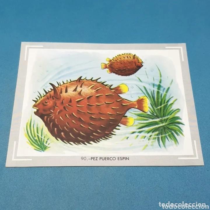 Coleccionismo Cromos antiguos: Cromo n.90 vida y color (1) 1965 - sin pegar