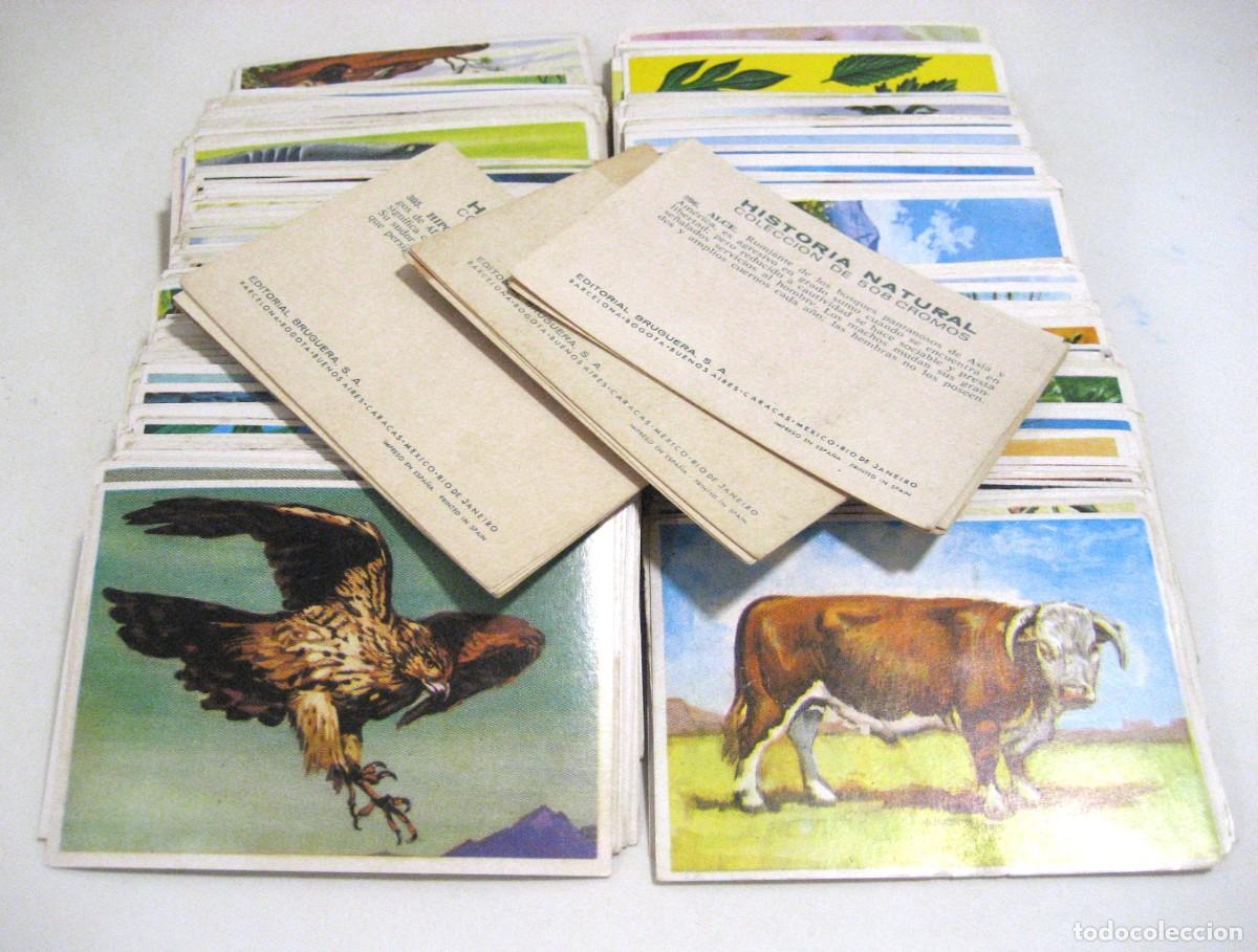Coleccionismo Cromos antiguos: LOTE DE 457 CROMOS HISTORIA NATURAL. BRUGUERA, 1967.