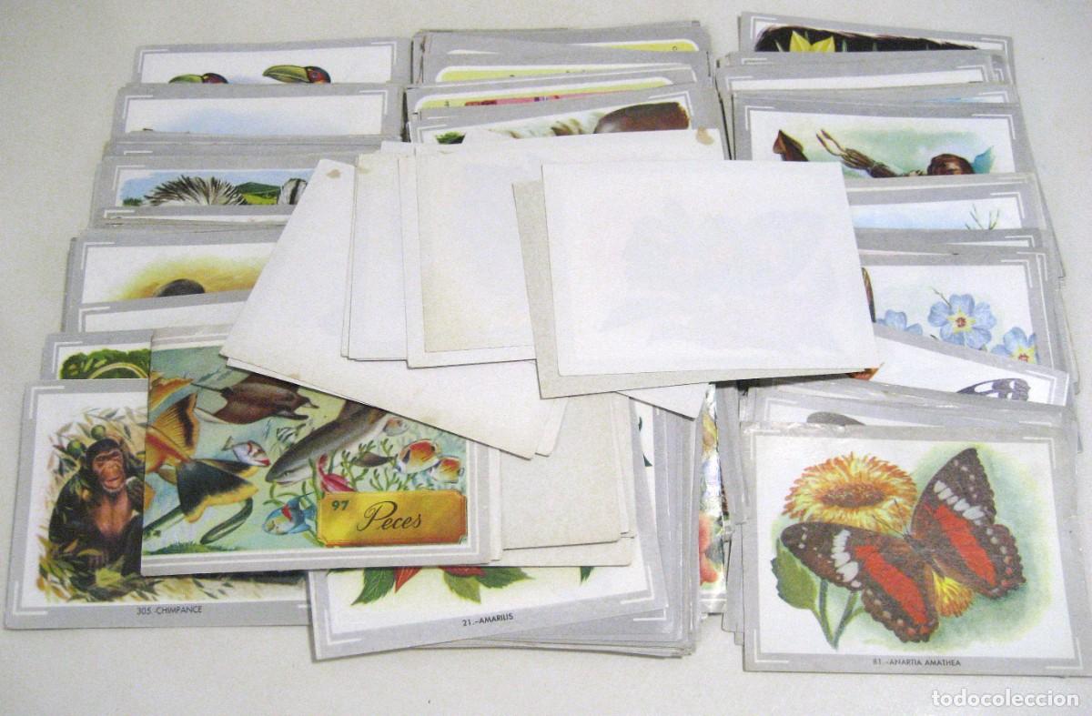 Coleccionismo Cromos antiguos: LOTE DE 362 CROMOS VIDA Y COLOR. ALBUMES ESPA&Ntilde;OLES, 1965.