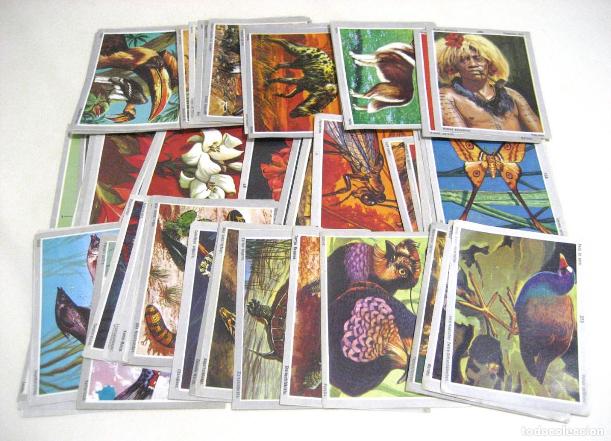 Coleccionismo Cromos antiguos: LOTE DE 85 CROMOS VIDA Y COLOR 1970. ALBUMES ESPA&Ntilde;OLES, 1970.