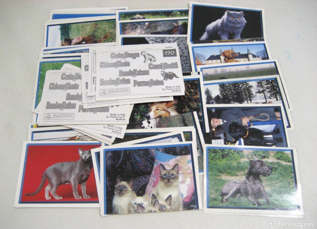 Coleccionismo Cromos antiguos: LOTE DE 70 CROMOS PERROS Y GATOS. PANINI, 199?.