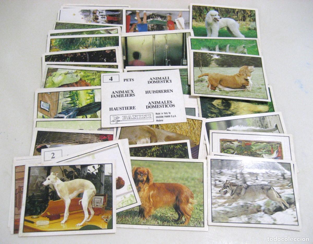 Coleccionismo Cromos antiguos: LOTE DE 60 CROMOS ANIMALES DOM&Eacute;STICOS. PANINI, 1988.